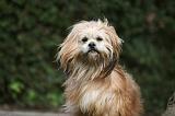 LHASSA APSO 136